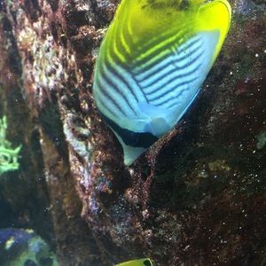 Meet your Posher, Caitlin